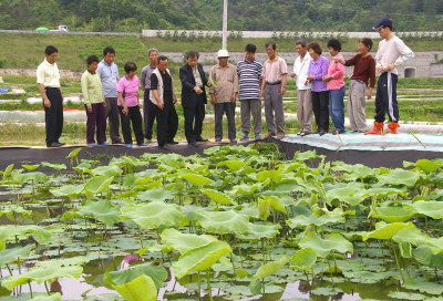 ▲ 상주 이안 새남골에 조성된 백련 재배단지에서 삼백 백련연구회 농민들이 연을 살펴보고 있다.