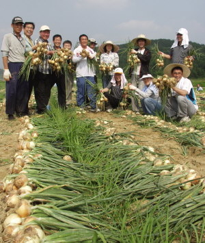 ▲ 상주시 기획공보팀과 함창읍사무소 직원들이 함창 신덕리에서 양파 수확을 돕고 있다.