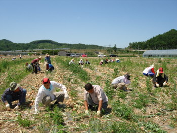 ▲ 18일 군위군 문화체육회관과 우보면 공무원들이 우보면 이화리에서 양파 수확 일손을 돕고 있다.