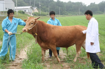 ▲ 경북 1호 한우 보증 종모우를 경북축기연 김병기(오른쪽) 연구원이 선보이고 있다.