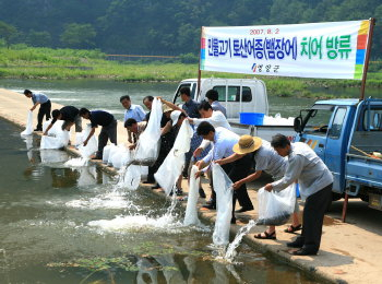 ▲ 권영택 영양군수와 주민들이 2일 영양읍 반변천 감천보에서 민물 뱀장어를 방류하고 있다.