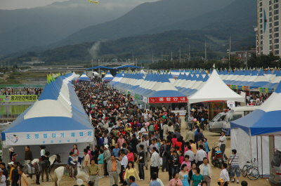 ▲ 3일 개막된 영주 풍기인삼축제에 30여만 명의 인파가 몰려 성황을 이뤘다.