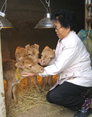 ▲ 배순연 할머니가 자신이 직접 받은 세쌍둥이 송아지들을 보살피고 있다.