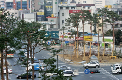 ▲ 대구 중구 반월당 네거리가 강원도에서 날라온 금강송으로 대구의 새로운 명물거리로 등장하고 있다. 정운철기자 woon@msnet.co.kr