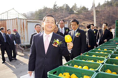 ▲ 구미 원예사업 다변화 차원에서 구미원예농단이 재배한 파프리카 출하기념식이 3일 농단 현장에서 열렸다. 남유진 구미시장 등이 출하된 파프리카를 둘러보고 있다.