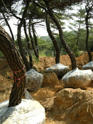 ▲ 문중간 분쟁이 벌어진 경남 합천의 소나무 굴취 현장.