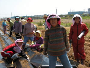 ▲ 울진 부구 2리 부녀회원들이 최근 마을 앞 강가 휴경지를 일궈 만든 밭에 고구마를 심기 위해 마을주민, 원자력 직원들과 비닐 멀칭 작업을 하고 있다.