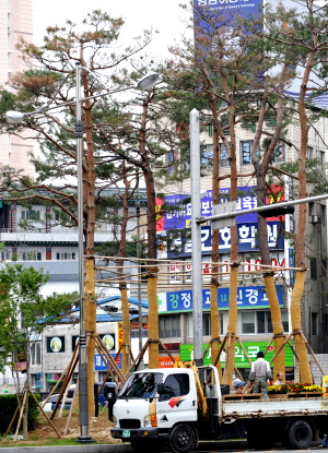 ▲ 대구 중구 반월당에 심겨진 금강송 6그루가 이식과정에서 잔뿌리가 상당 부분 손상돼 잎이 누렇게 변하는 등 말라 죽어가고 있다. 이채근기자 mincho@msnet.co.kr