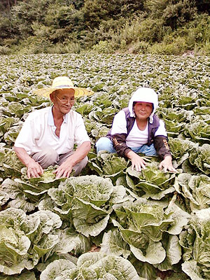 ▲ 농산물 판로개척에 고심이 많은 신상규·김순옥 부부가 배추밭에서 일하는 모습.