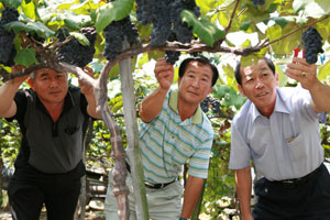 심원태(왼쪽부터), 정청기, 최원호 김천시의원이 수확을 앞둔 포도밭에서 영농 경험담을 얘기하고 있다. 김천시의회 제공