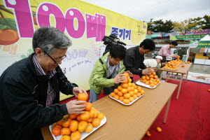 ▲ 청도반시축제가 24~26일 3일간 청도군 야외공연장 등에서 열린다. 사진은 지난해 반시축제 감쌓기 대회. 청도군 제공