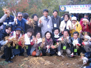 ▲ 서울 강남구 청담1동 주민들이 자매결연을 한 상주 모서면을 방문, 인삼캐기 체험을 하고 있다. 상주시 제공