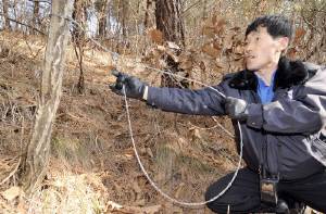 ▲ 밀렵감시단으로 활동하는 정병화 한국조류협회 영주시지회 사무국장이 멧돼지를 잡기 위해 설치된 올무를 제거하고 있다.