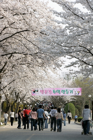 ▲ 지난해에 열린 영남대 벚꽃잔치.