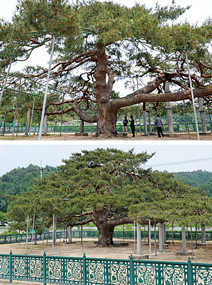 ▲ 석송령(위)과 석송령 후계목. 석송령은 그냥 소나무가 아니다. 사람처럼 땅도 가졌고, 나라에 세금도 내고 있다. 지역의 학생들에게 장학금도 주고 있는 석송령은 최근에는 후계자까지 거느렸으니 가히 부러운 존재다.