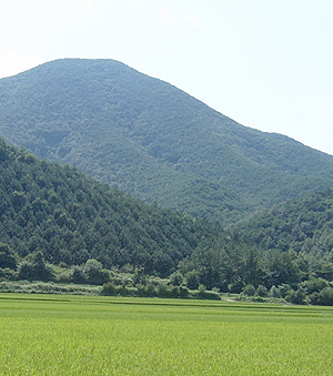 사진2 김용비 묘 원경. 가운데 산줄기의 솟은 부분이다. 주산서 내려오는 용맥이 기세가 좋다. 전형적인 괘등혈이다.