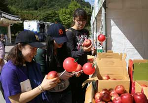 문경사과축제 전시장에서 한 관광객이 풍선으로 만든 사과를 들여다보며 즐거워하고 있다.