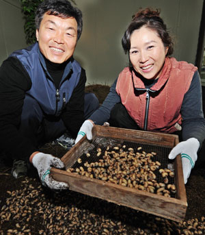 사계절 굼벵이 농장 신철 대표와 부인 백봉화씨가 굼벵이 사육장에서 굼벵이를 골라내고 있다. 자급을 위해 시작한 굼벵이 사육은 신 대표를 농업 CEO 반열에 올려놓았다. 성일권기자 sungig@msnet.co.kr