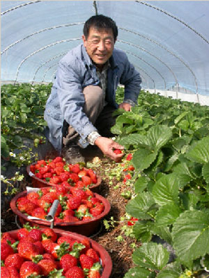 영천 임고면 선원2리 농장에서 정원태씨가 딸기를 수확하며 활짝 웃고 있다. 영천