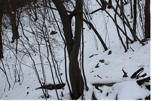 산성산 등산로 중간부 계곡 건너편에서 발견된 때죽나무 연리지