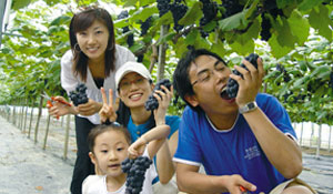 김천 반곡 포도마을의 포도따기 농촌체험에 참여한 가족들이 즐거워 하고 있다. 사진 김천시 제공