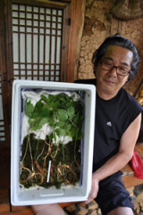 보현산에 올라 2차례나 횡재를 한 조수현 씨가 산삼을 들어보이고 있다. 민병곤기자