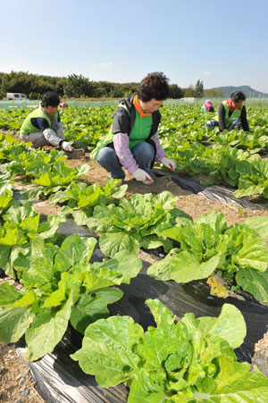 7일 오후 대구 달서구 대천동 지역난방공사 뒤편 금호강 둑에 있는 배추밭에서 달서구청 지역공동체 일자리 창출사업 일꾼들이 배추밭 김매기에 한창이다. 정운철기자 woon@msnet.co.kr