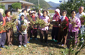 경산 남천면 금곡2리 노인회 회원들이 휴경지에 콩을 심어 수확을 하고 있다. 콩을 판 수익금은 연말에 불우이웃을 돕는데 사용하기로 했다. 경산시 제공