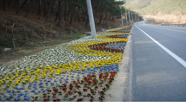 청송군은 최근 꽃양귀비, 팬지 등 봄꽃 10만 포기를 주요 도로변에 심었다. 청송군 제공