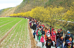 매년 3, 4월 의성 사곡면 화전리 일대에서 열리는 