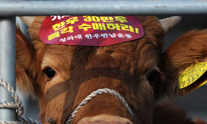 5일 오전 경북대 상주캠퍼스 정문에서 한우 사육 농민들이 한우반납시위를 벌이기 위해 청와대로 출발하기에 앞서 소머리에 스티커를 붙여 놓았다. 우태욱기자 woo@msnet.co.kr