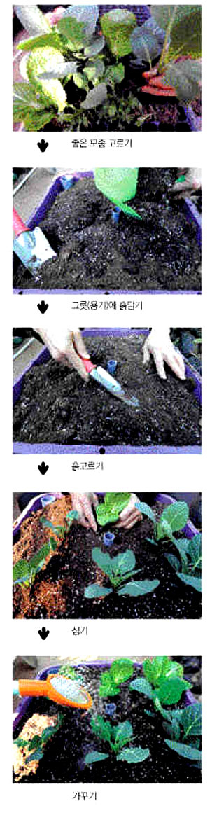 좋은 모종 고르기 → 그릇(용기)에 흙담기 → 흙고르기 → 파종 및 심기 → 가꾸기