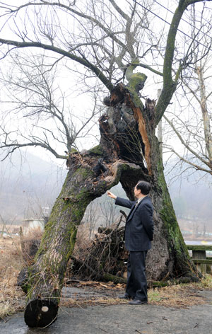 동구 밖을 지키고 선 고목. 세월의 무게 때문일까, 왼쪽 어깨가 무너져 내린 채 새싹을 준비하고 있다.