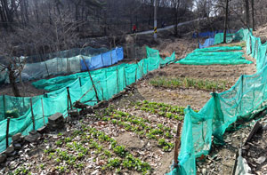 21일 대구 수성구 성김대건성당 주차장에서 대구국립박물관으로 이어지는 범어공원 산책로 주변에 일부 주민들이 무단으로 텃밭을 조성, 산책하는 시민들이 정비를 요구하고 있다. 성일권기자 sungig@msnet.co.kr