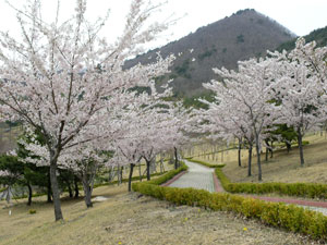 경상북도수목원에 늦은 벚꽃이 피어 일상에 쫓긴 관광객들을 기다리고 있다. 경북수목원 제공