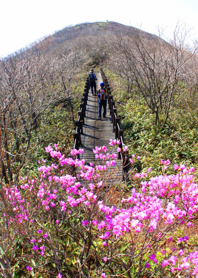 대덕산 전망대에서 정상으로 가는 길에는 진달래가 연분홍빛 꽃망울을 터뜨려 진객을 맞고 있다. 멀리 보이는 투구 모양의 봉우리가 대덕산 정상이다.