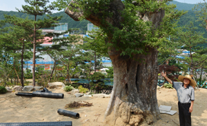 달성군 가창면 스파밸리 뒤편 주암산에 조성 중인 휴양림. 올 연말 완공되는 휴양림 산책로에는 전국 각지에서 옮겨온 15만 그루의 나무들이 심겨져 있다.