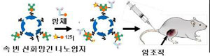 속 빈 나노입자를 이용한 암세포 선택적 MRI 조영제 개발 연구.