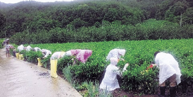 ▲경상북도는 고추, 복숭아, 포도 등 농산물 수확기를 맞아 부족한 일손돕기에 적극 나서고 있다.