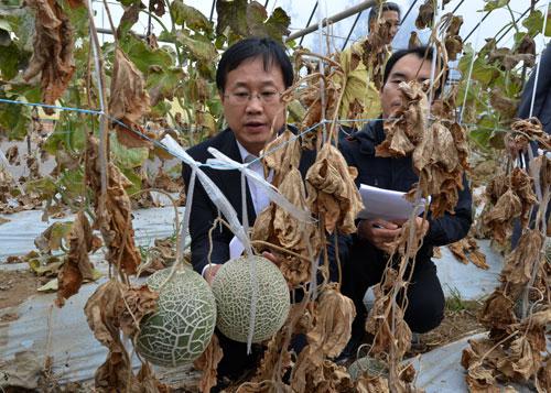 5일 구미국가산업단지 4단지 휴브글로벌 불산 누출사고 피해 마을인 산동면 봉산리 한 멜론 밭에서 정부 재난합동조사단이 피해 상황을 살펴보고 있다. 성일권기자 sungig@msnet.co.kr