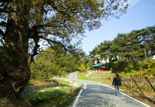 황악산자락 김천이 사통팔달 교통 도시로 이름난 배경에는 김천(도)역이 있다. 역마길 대부분은 사라졌지만 봉산면 고도암 마을 앞에는 역마길 일부가 남아 있어 운치를 더한다.