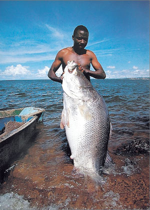 면적이 거의 남한만한 빅토리아 호수에서 잡힌 거대한 나일퍼치(Nile Perch). 새우 향취가 나는 육질로 전량 유럽으로 수출된다.