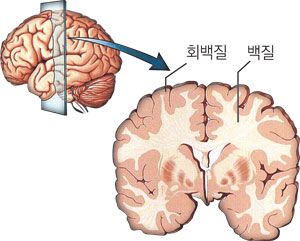 사진=뇌의 속 모습. 서울대 생명과학부 강봉균 교수 제공.