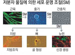 저분자 물질에 의한 세포 운명 조절의 예. 숙명여대 류재하 교수 제공