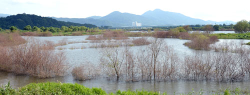 낙동강 보 담수로 수위가 올라가면서 강 속에 자생 중인 버드나무가 곳곳에서 집단 고사하고 있다. 8일 오후 낙동강 강정고령보 하류 달성습지 버드나무 군락이 물에 잠긴 채 말라죽고 있다. 김태형기자 thkim21@msnet.co.kr