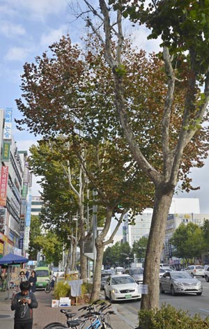 23일 대구 수성구 범어동 수성구청 건너편 가로수 세 그루가 잎이 시들고 떨어져 앙상한 가지만 드러내고 있다. 우태욱기자 woo@msnet.co.kr