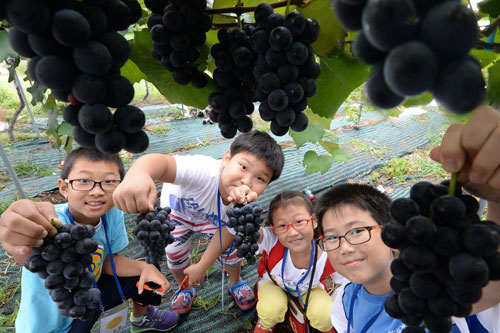 6일 거창에서는 포도 작은 축제가 열린다. 아이들이 탐스러운 포도송이를 들어 보이며 즐거운 표정을 짓고 있다.