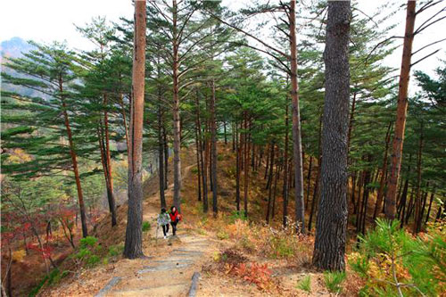 울진군 서면 소광리 일대 금강송 군락지 2천800여㏊가 유네스코 세계자연유산으로 등재가 추진되고 있다. 울진군 제공