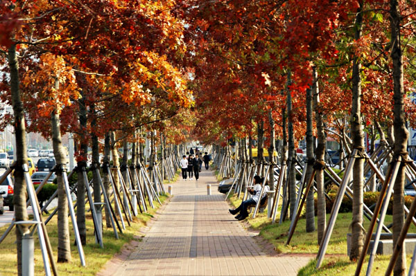 경북은 산이 많다. 하지만 산에만 나무가 있는 것은 아니다. 경북은 도시에도 숲을 가꾸고 있다. 삭막한 도시가 나무로 뒤덮이면서 경북도민들이 도심에서 자연을 느끼고 있는 것이다. 사진은 구미 인동의 새 명물이 된 대왕참나무 가로수길. 4㎞ 구간에 대왕참나무 가로숫길이 만들어지면서 구미의 새로운 랜드마크가 됐다. 정창구 기자 jungcg@msnet.co.kr