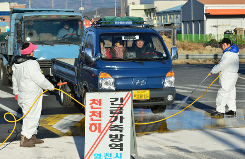 구제역이 경북지역으로 확산할 조짐을 보이자 구제역 방역에 비상이 걸렸다. 5일 오후 영천시 화남면 삼거리 긴급방역초소에서 현장 근무자들이 이동차량에 대해 차량소독을 실시하고 있다. 정운철 기자 woon@msnet.co.kr